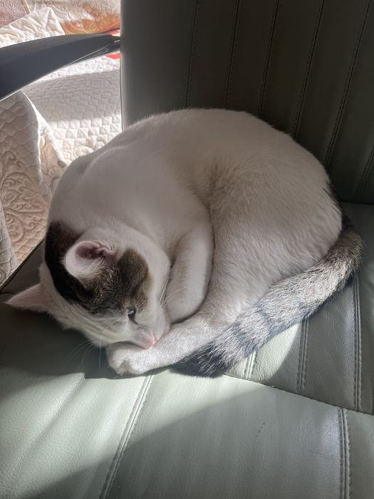 Отдам в хорошие руки