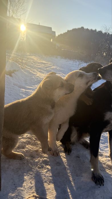 Щенки Щенки бездомыши