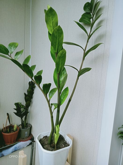 Продам домашние цветы