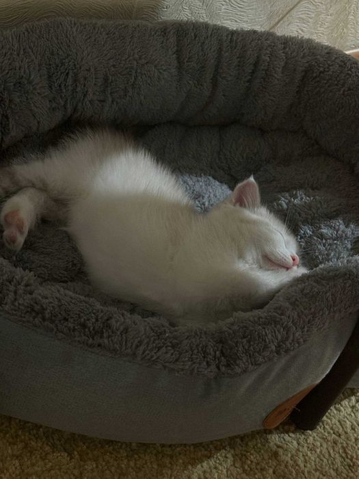Отдам котенка в добрые руки