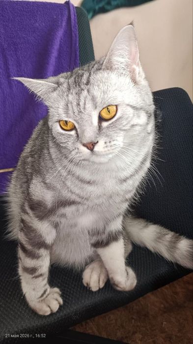 Кот, Котенок, Kot