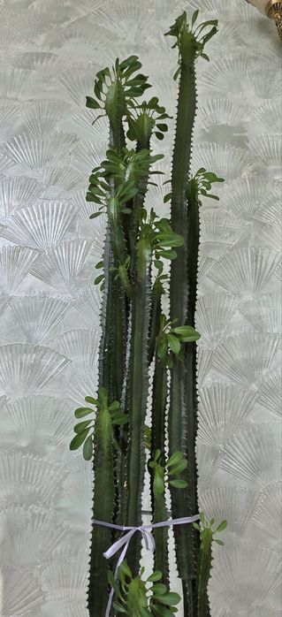 Кактус молочай, высота 2,50 см