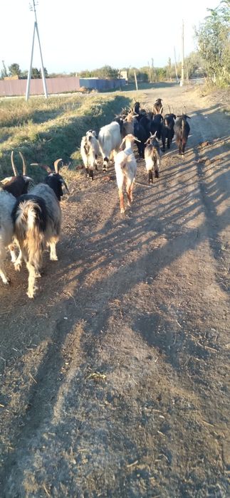 Echkilar sotiladi kafolati bilan