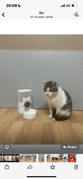 Отдам даром кошку