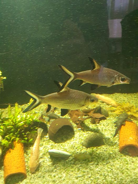 Две големи сребърни акули