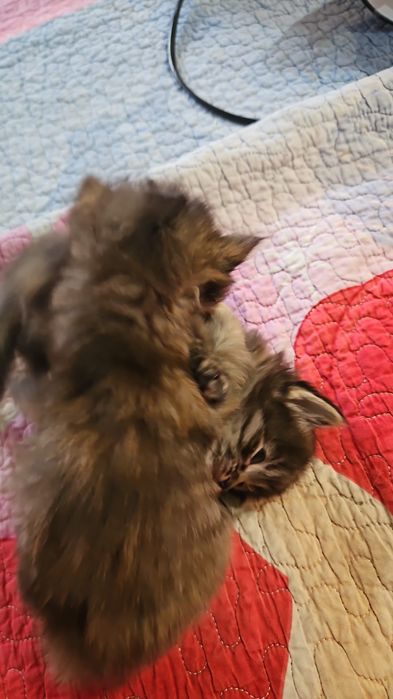 Отдам котят в хорошие руки