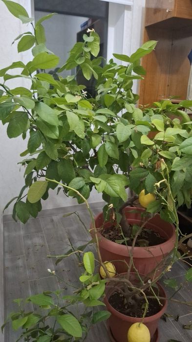 Лимон . Домашний лимон.