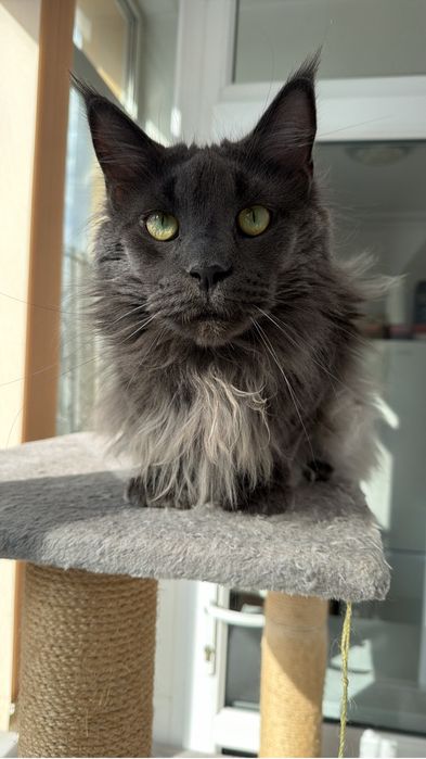 Vand motan Maine Coon