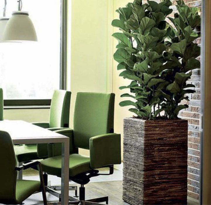 Уход за растениями