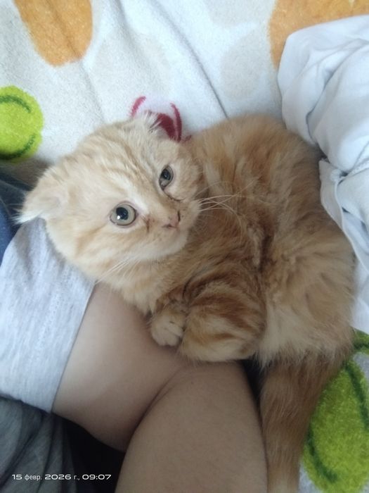 Mushuk 4 oylik parodasi toza