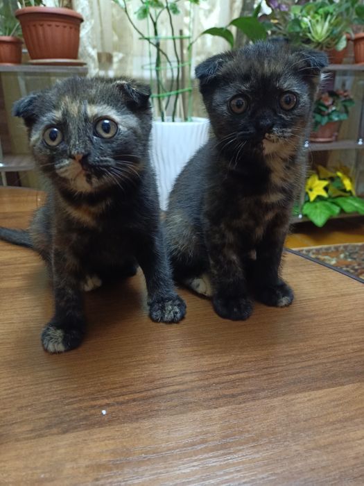 Продам милых котят