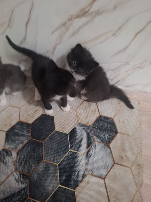 Отдам котят в доброй руки
