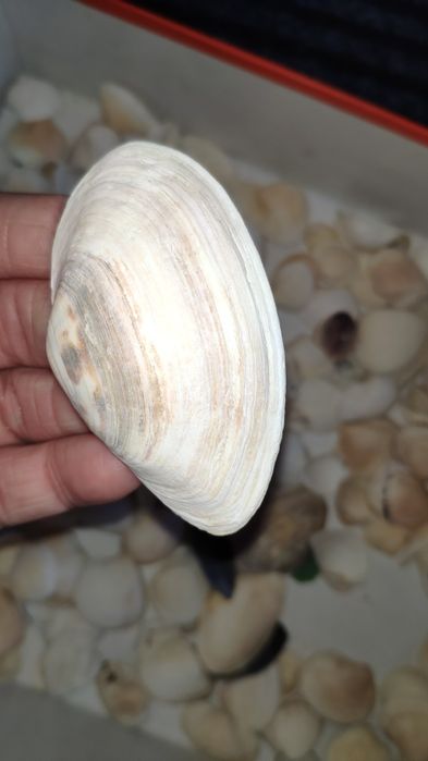 Ракушки с Азовского моря