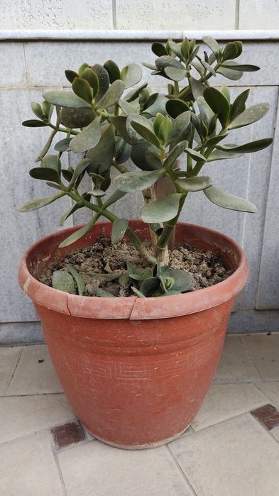 Продается денежное дерево. Цена от 35 000 сум до 170 000 сум