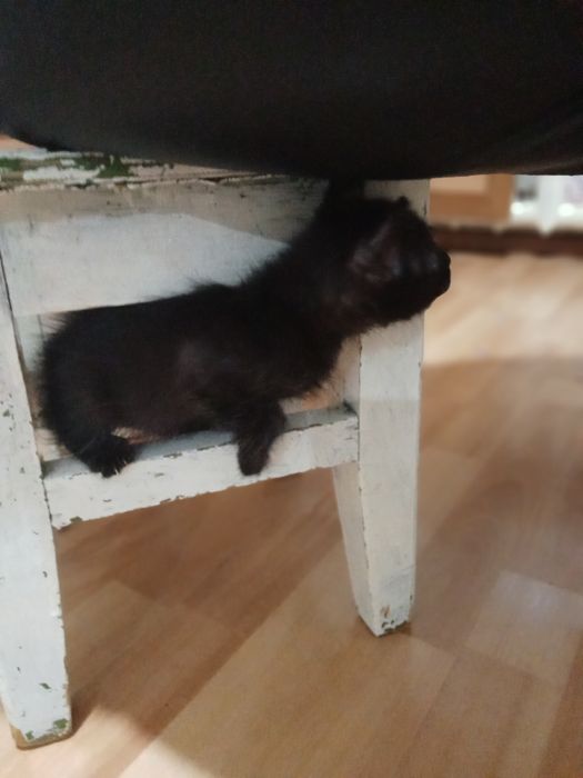 Пушистики ,полтора месяца,в добрые руки.