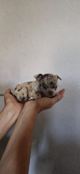 Щенков породы Чихуахуа