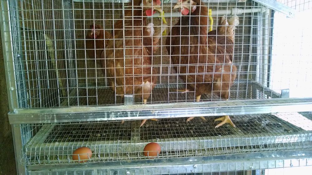 Клетки за зайци,пъдпъдъци и кокошки обурудвани