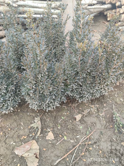 Куш тили шамшод сотилади