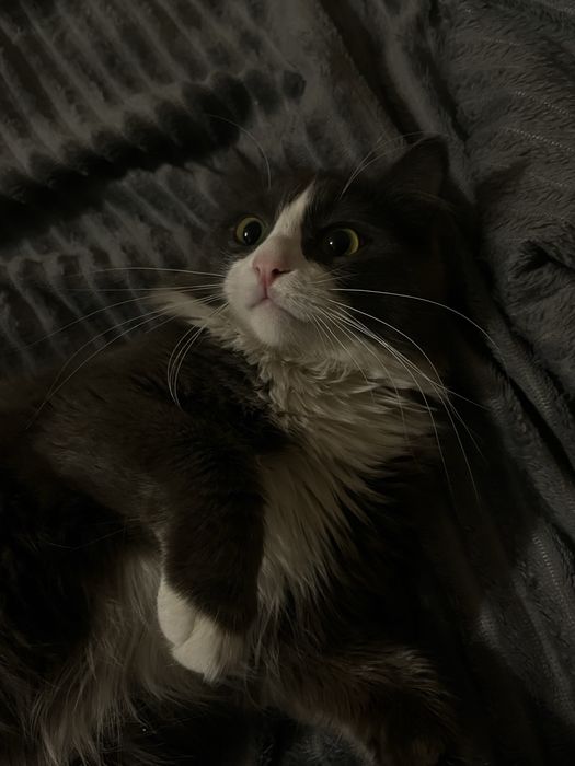 Отдам в хорошие руки