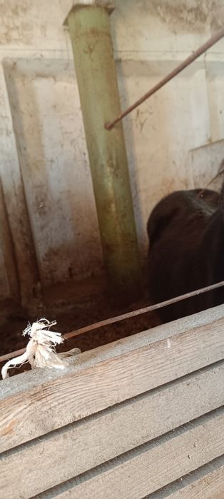 продам лошадь обмена нет