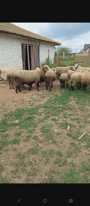 Oi și berbeci de vânzare pentru bayram