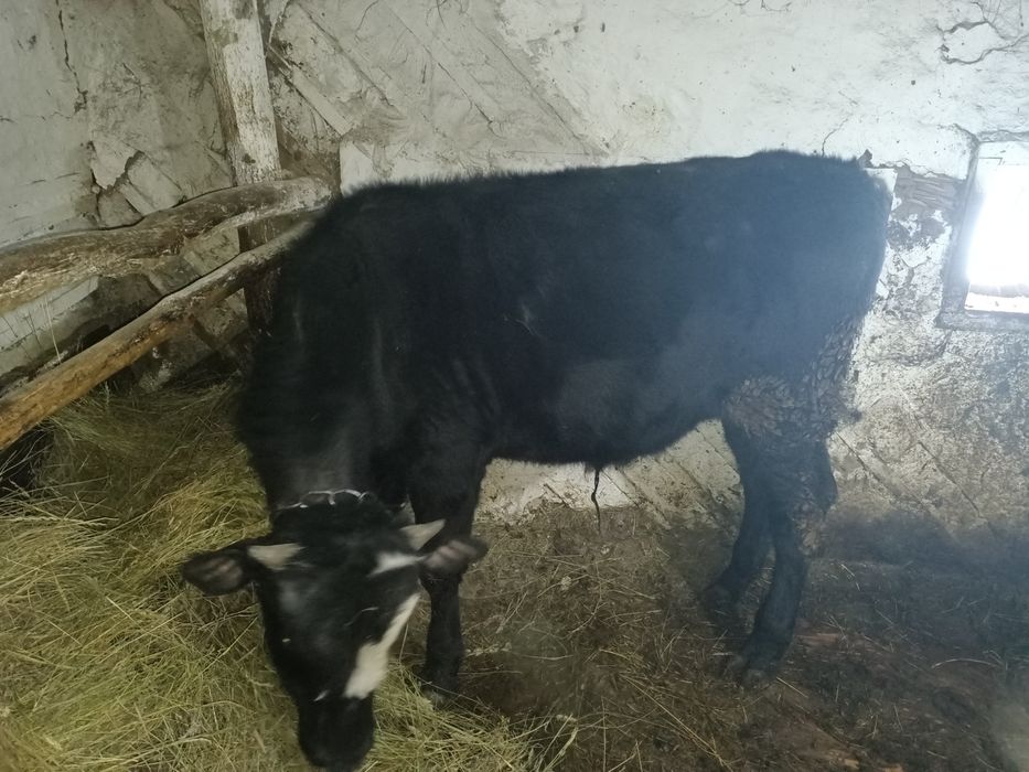 Продам бычка на доращивание