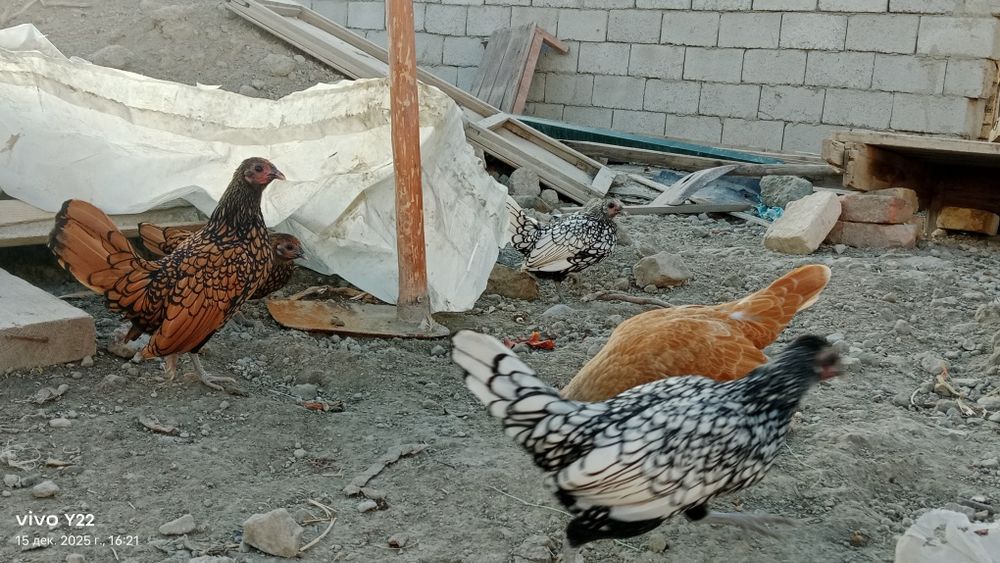 Сибрайт сотилади