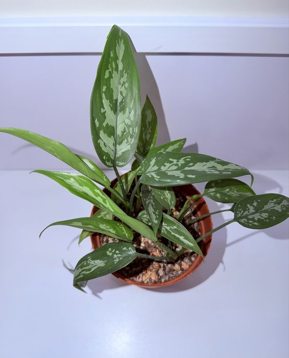 Аглаонема, комнатные растения, комнатные цветы