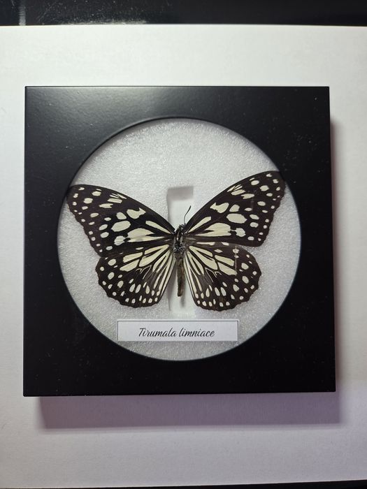 Препарирани пеперуди в рамка