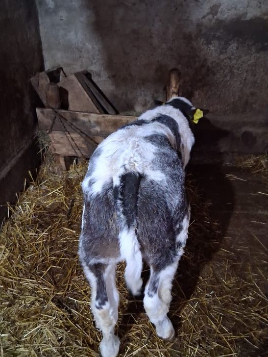 Vând vacă băltată cu vițel