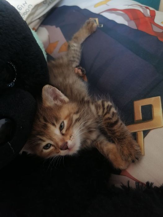 Отдам котёнка в добрые руки