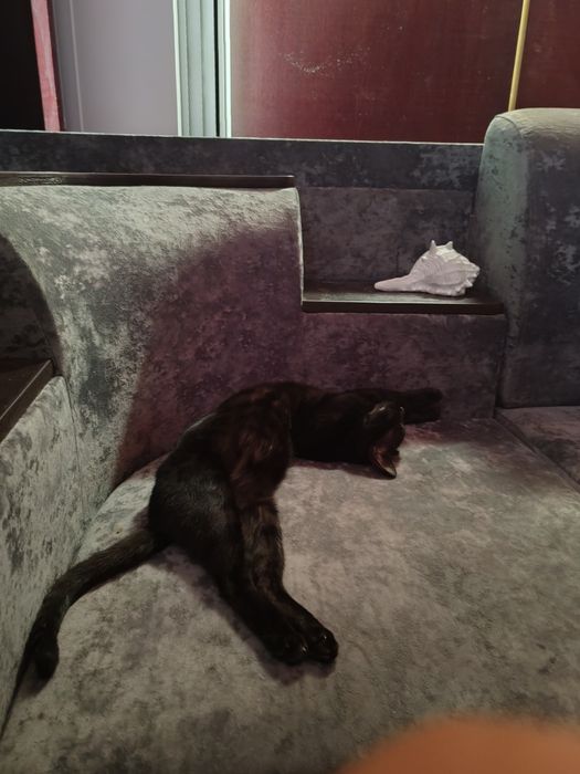 МаленькаяЧЕРНАЯ Пантера  -Бенгальская