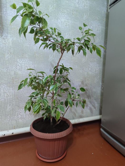 Бенджамин фикус 15000 тг