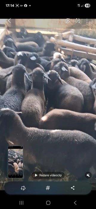 Vând miei, grămadă sau separat , sunați la numărul afișat , nu răspund la mesaje.