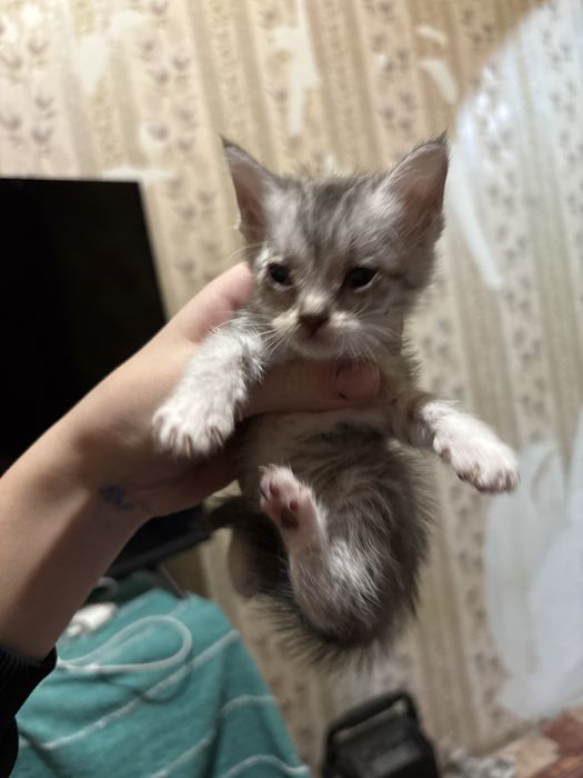 Отдам котят в хорошие руки