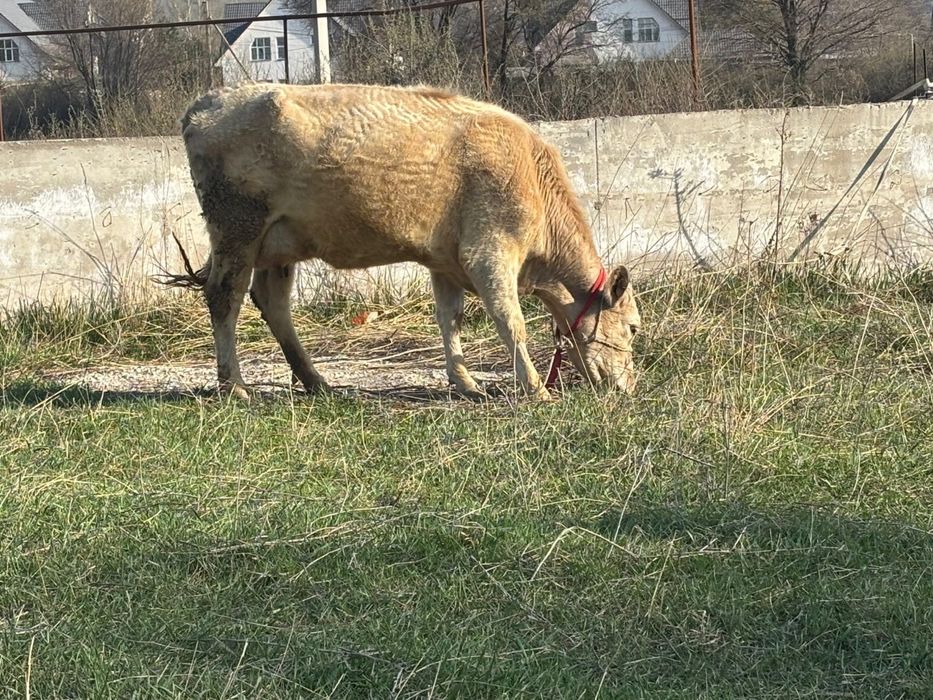 Дойная корова с теленком