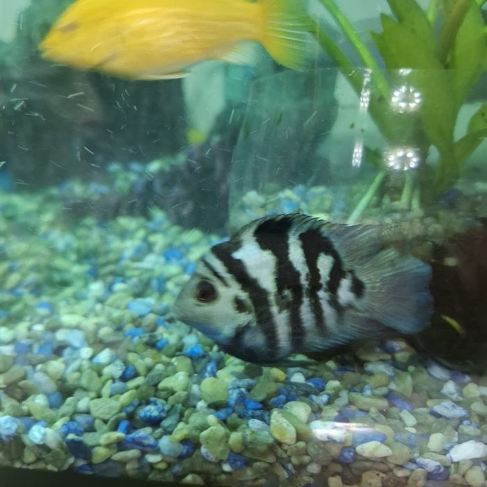 Продам аквариум с рыбками