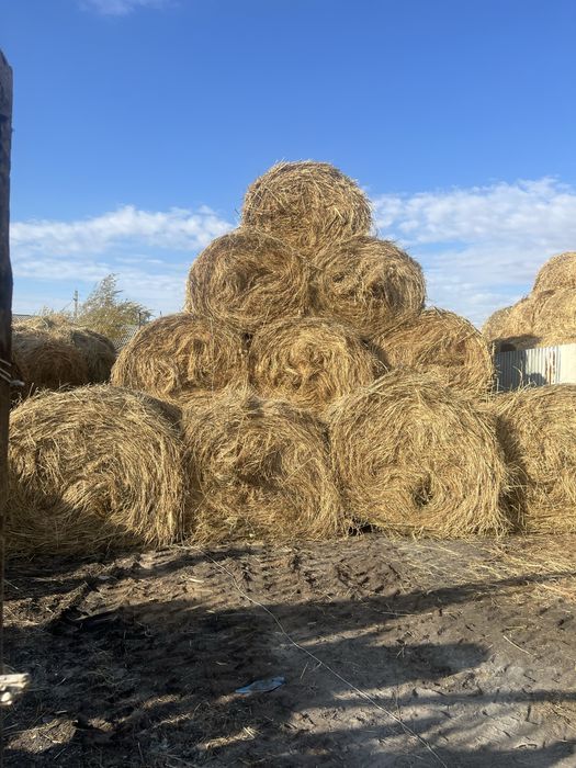 Продам сено луговое