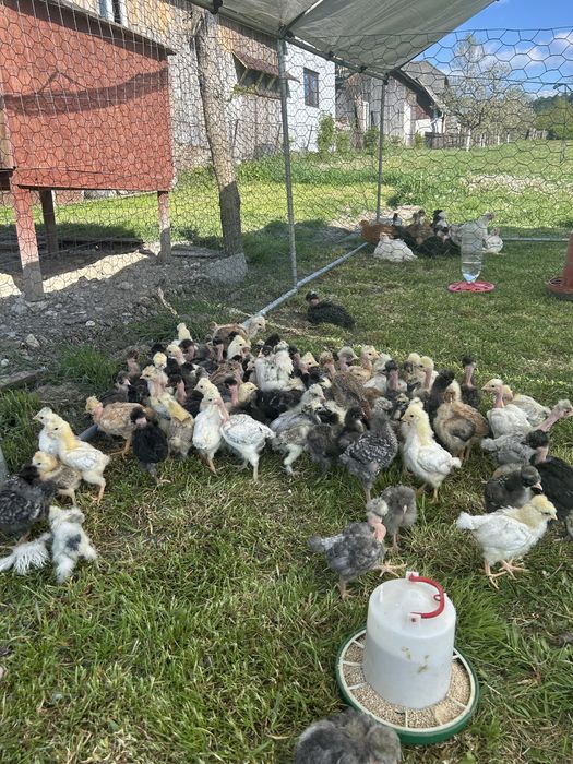 Pui motati, golasi si incaltati