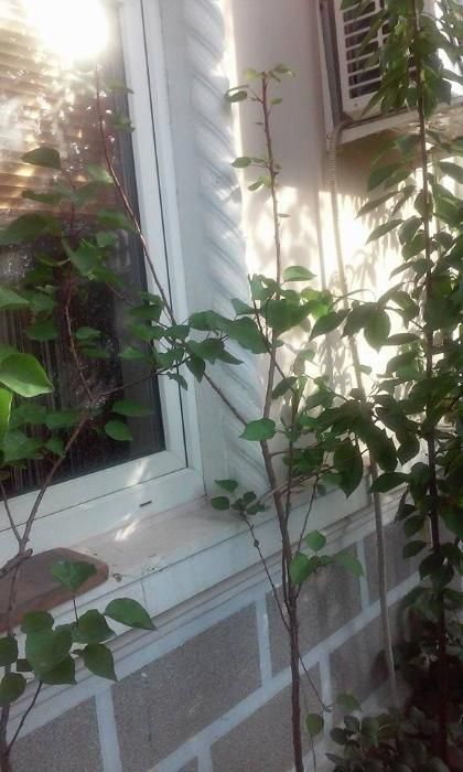 pomi fructiferi in ghiveci