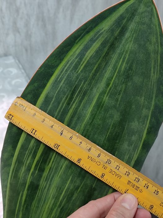 Сансевьерии разные