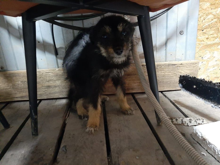 Отдам щенка девочку в семью