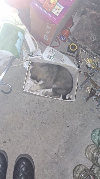 Шенята Бесплатно