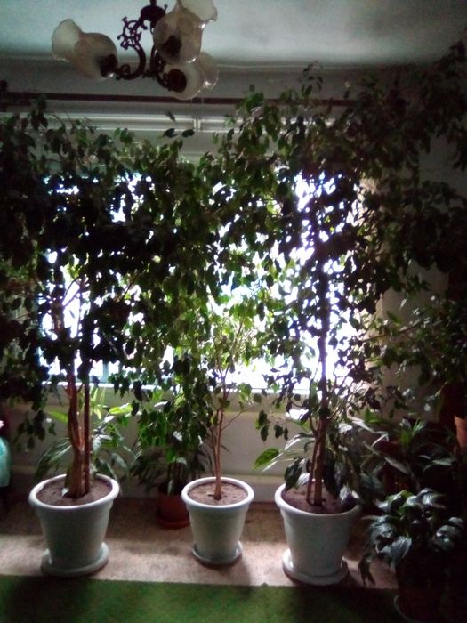Продам комнатные растения