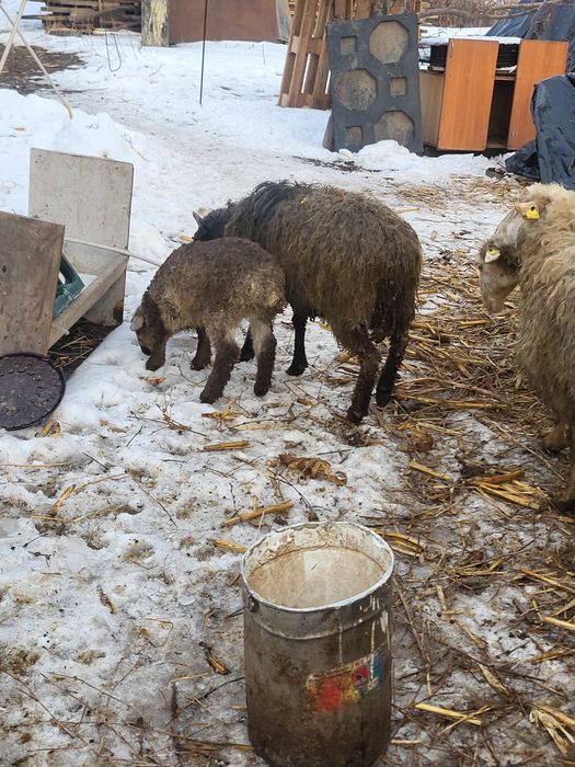 Продам овцематок с ягнятами