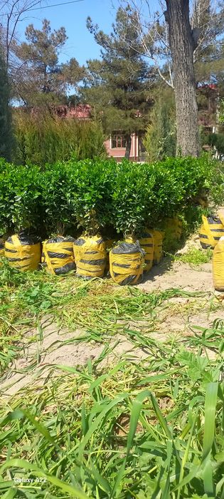 Xarxil turdagi manzarali ko‘chatlar