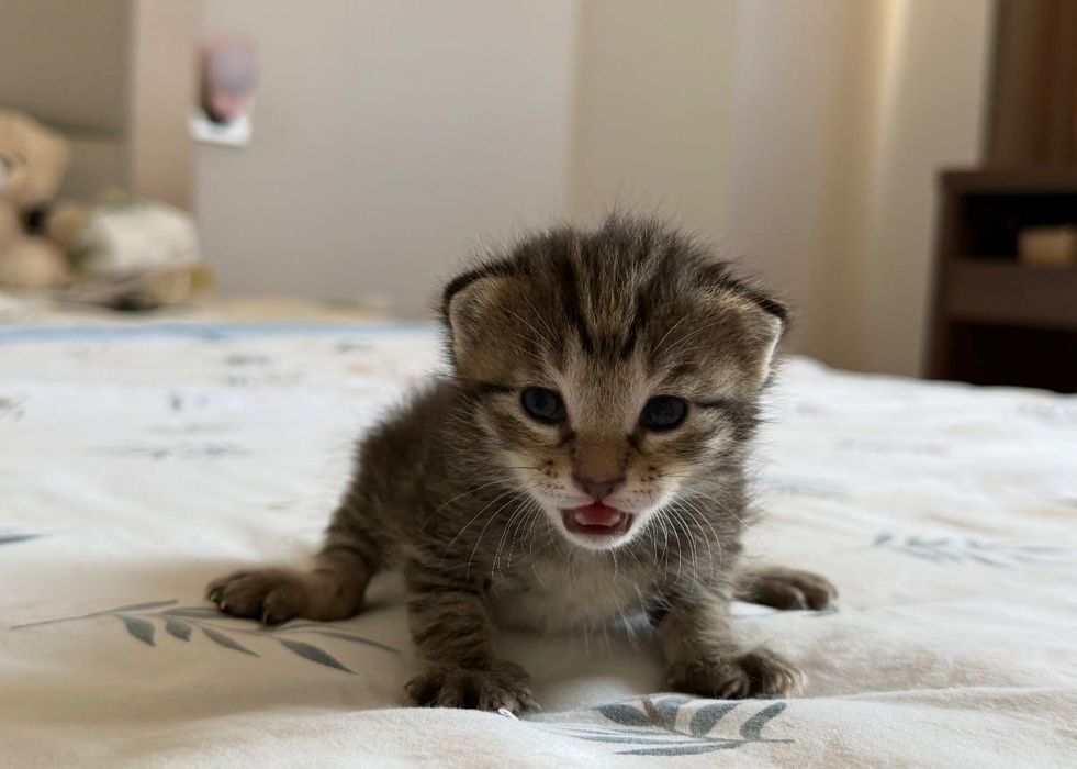 котёнок-животные