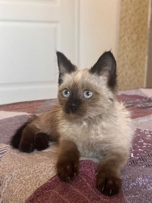Котёнок сиамский девочка бесплатно