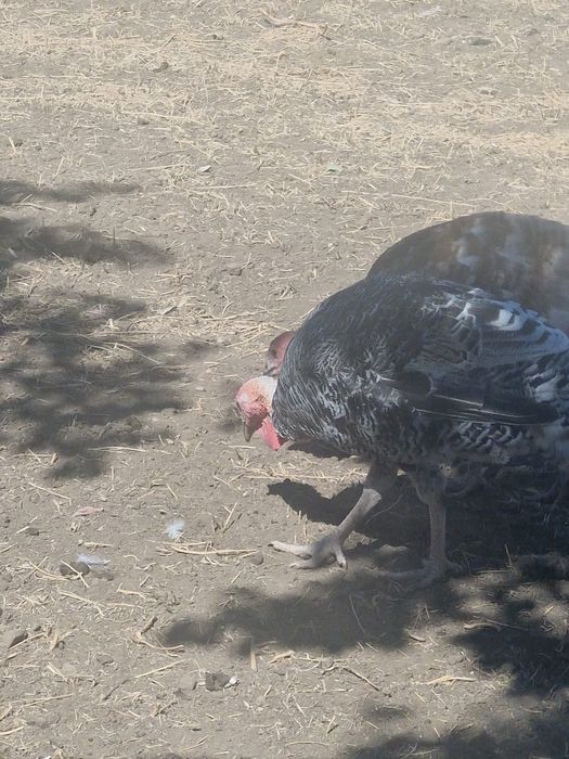 Vând curcani de casă