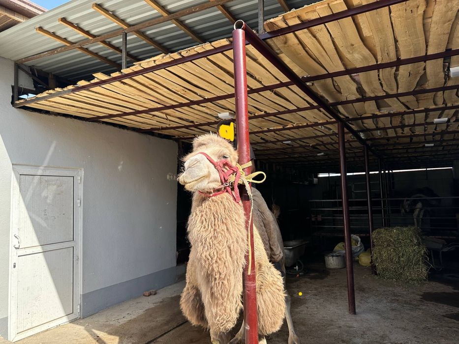 Tuya 2 o’rkachli sotiladi